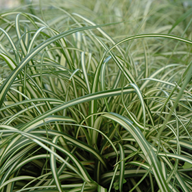 Ornamental Grass Photo