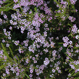 Plant Photo 9
