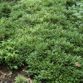 Plant Photo 9