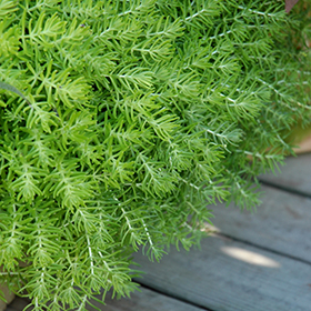 Plant Photo 4