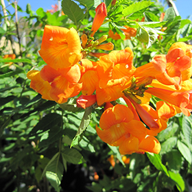Plant Photo 7