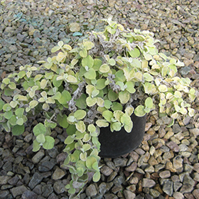 Plant Photo 7