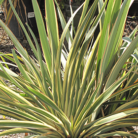 Plant Photo 7