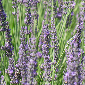 Plant Photo 3