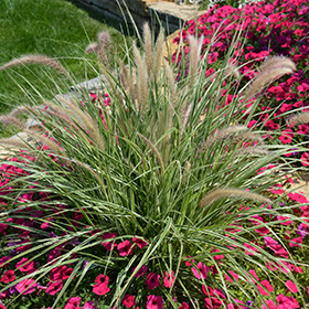 Plant Photo 3