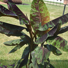 Plant Photo 5