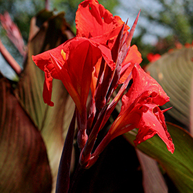 Plant Photo 10