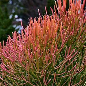 Plant Photo 2