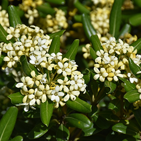 Plant Photo 5