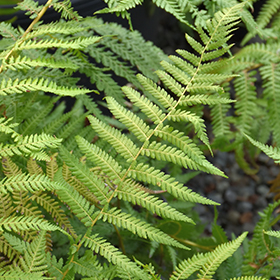 Fern Photo