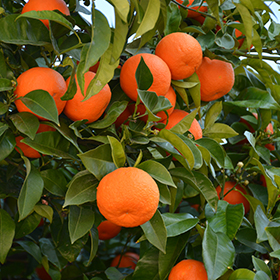 Edible Plant Photo