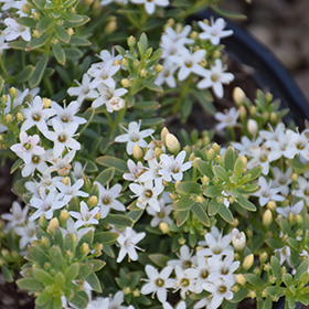 Plant Photo 4