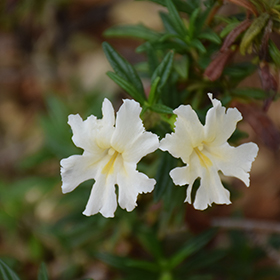 Plant Photo 2
