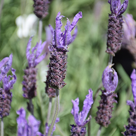 Plant Photo 7