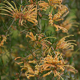 Plant Photo 10