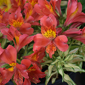 Plant Photo 3