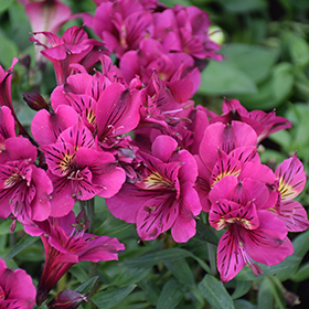 Plant Photo 1