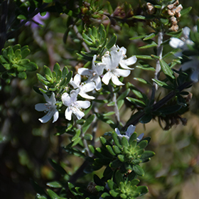Plant Photo 8