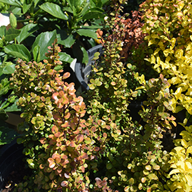 Plant Photo 8