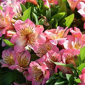 Plant Photo 6