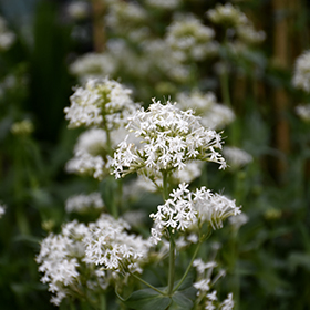 Plant Photo 3