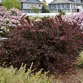 Plant Photo 1