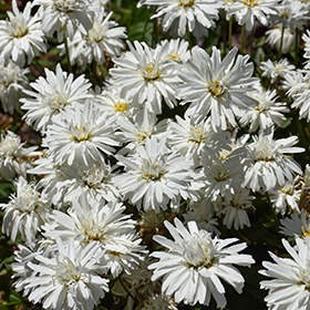 Plant Photo 4