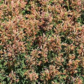 Plant Photo 5