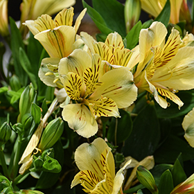 Plant Photo 2
